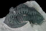 Metacanthina Trilobite - Lghaft, Morocco #163890-5